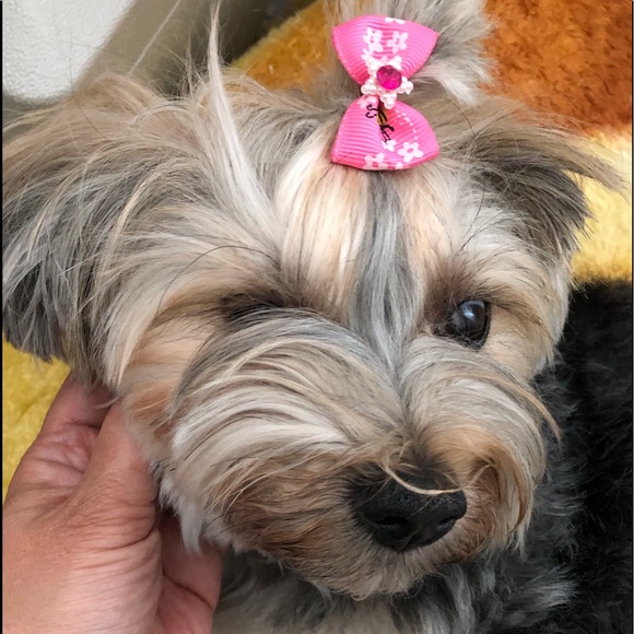 Meet your Posher, Lee - Picture 4 of 5